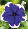 Петуния крупноцветковая  ЛИМБО blue picotee -10семян /А12. 4896