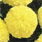 Тагетес прямостоячий Inca II Primrose- 10 шт /Г5. 5243