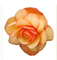 Бегония ампельная ИЛЛЮМИНЕЙШН apricot - 5 драже /В13. 2364