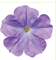 Петуния мультифлора СЕЛЕБРИТИ Sky Blue -10 шт /Б8. 791 - фото 15723