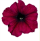 Петуния мультифлора СЕЛЕБРИТИ Burgundy -10 драже /Б8. 792