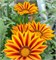 Гацания Кисс Yellow flame-5 шт  /Е1.* 1237 - фото 15755