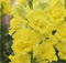 Львиный зев F1 Legend  Double Yellow   - 10 шт  /Д6. 5633 - фото 15775