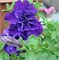 Петуния крупноцветковая махровая F1 Double Cascade синий  -10 драже /Б6..* 226