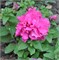 Петуния крупноцветковая махровая F1 Double Cascade розовый -10семян  /Б6.* 228