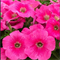 Петуния ампельная TRILOGY Rose Gen2 - 5драже /A1. 5837