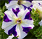 Петуния крупноцветковая F1 ТАНГО синяя звезда - 10 шт /Б11. 730