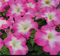 Петуния крупноцветковая F1 ТАНГО Rose morn - 10 шт /Б11. 810
