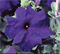 Петуния крупноцветковая F1 ТАНГО blue-10драже /Б11. 1195