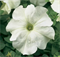 Петуния крупноцветковая TriTunia F1 White-10шт /Б14. 2764