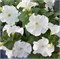 Петуния крупноцветковая SUCCESS!® HD White -10 драже/А13.* 4289 Петуния крупноцветковая SUCCESS!® HD White -10 драже/А13.* 4289