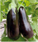 Баклажан Навал F1 - 10шт (профсемена)   Л/1. 5069