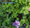 Бакопа (Сутера) Блутопия (мульти драже) -5шт /Е12.* 510