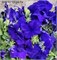 Петуния крупноцветковая ЛИМБО синий - 10драже/А12. 219