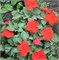 Бальзамин Уоллера  Бикэн (Beacon)  ярко-красный - 10 шт /Г4.* 4549