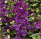 Ангелония Серена пурпурная - 3драже /В3 5947