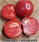 Томат индетерминантный Микадо Сибирико  - 5 семян.* 5960