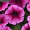Петуния Шок Вэйв розе вейн - 5драже  /Б2 5995