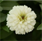 Цинния мариландская махровая ДАБЛ ЗАХАРА белая -5 шт/В1. 6006