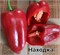 Перец Находка - 5 семян.* 5988