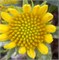 Гайлардия Mesa Yellow - 5 шт  /Д2.* 2398
