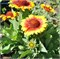 Гайлардия Аризона Gaillardia Arizona Sun-5шт  /Д2.* 551