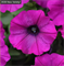 Петуния ампельная Шок Вейв виолет  - 5 драже/Б2. 6055