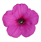 Петуния ампельная F1  EASY WAVE Neon Rose - 5драже /Б3.* 182