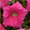 Петуния крупноцветковая F1 СУПЕРКАСКАДНАЯ Пинк -10 драже/A8. 6057