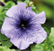 Петуния крупноцветковая ЛИМБО синий с прожилками - 10драже/А12* 6068