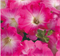 Петуния мультифлора СЕЛЕБРИТИ Pink morn -10 драже /Б8. 4608