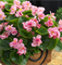 Бегония semperflorens F1 Фиона Пинк-5 драже /В15. 6073