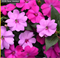 Бальзамин межвидовый  Соларскэйп (Solarscape XL) Бриллиант Джемс микс- 3 сем /Г3. 5991