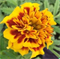 Тагетес триплоидный Зенит золотисто-красный - 10 шт/В6. 6104