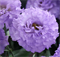 Эустома (Лизиантус) F1 Corelli SU Light Lavender - 5драже /Э7.* 5190