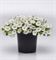 Калибрахоа Классик уайт (Calibrachoa Classique White) - 5 драже/Б1 6123