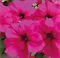 Петуния крупноцветковая F1 ТАНГО бургунди- 10шт /Б11. 6125