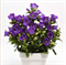 Колокольчик  Кампанелла (Campanula Campanella™) Blue - 5 семян /Е7 6132