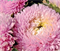 Астра Хризантелла Сакура  - 10 шт   /Е15 5677