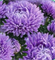 Астра Хризантелла Lilac Mist - 10 шт   /Е15 4645