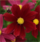 Космея Соната Красные оттенки -10шт /Г15 6143