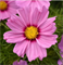 Космея Соната Пинк блаш -10шт /Г15 6147