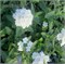 Вербена Таскани белая (Tuscany  white) - 10шт /Г13.* 5042