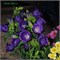 Колокольчик  Кампанелла (Campanula Campanella™) Blue - 5 семян /Е7 6132
