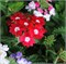 Вербена Таскани алая с глазком (Verbena Tuscany Scarlet with eye)-10шт /Г13* 244