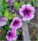 Петуния ампельная Опера  F1  Purple Vein - 5драже/А2. 5146