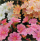Левизия колитедон Элиза (Lewisia cotyledon Elise) - 5 семян 6135