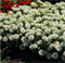 Цинния изящная Profusion Double white - 5 шт/В1. 1382