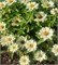 Цинния изящная Profusion white - 5 шт  /В1.* 1374