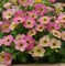 Петуния гибридная Petunia Debonair Collection Dusty Rose  5 драже /Б7 - фото 4716